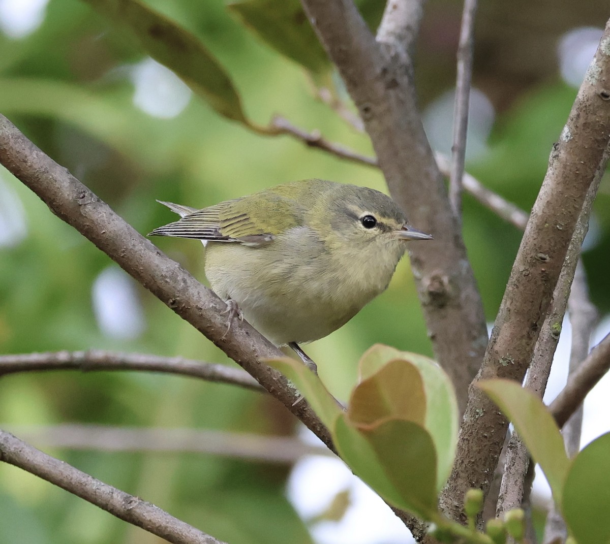 Tennessee Warbler - Kevin Murphy