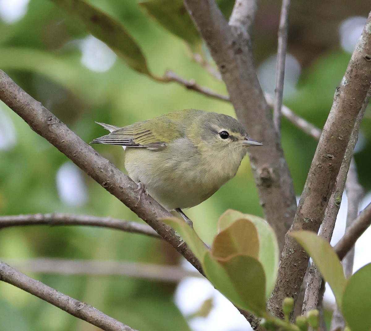 Tennessee Warbler - ML613768723