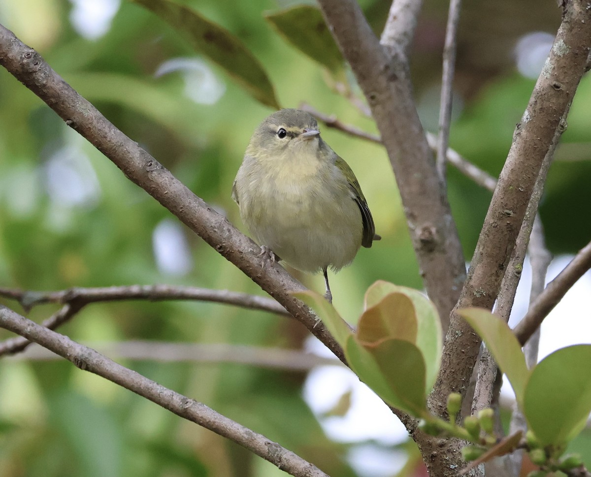 Tennessee Warbler - ML613768724