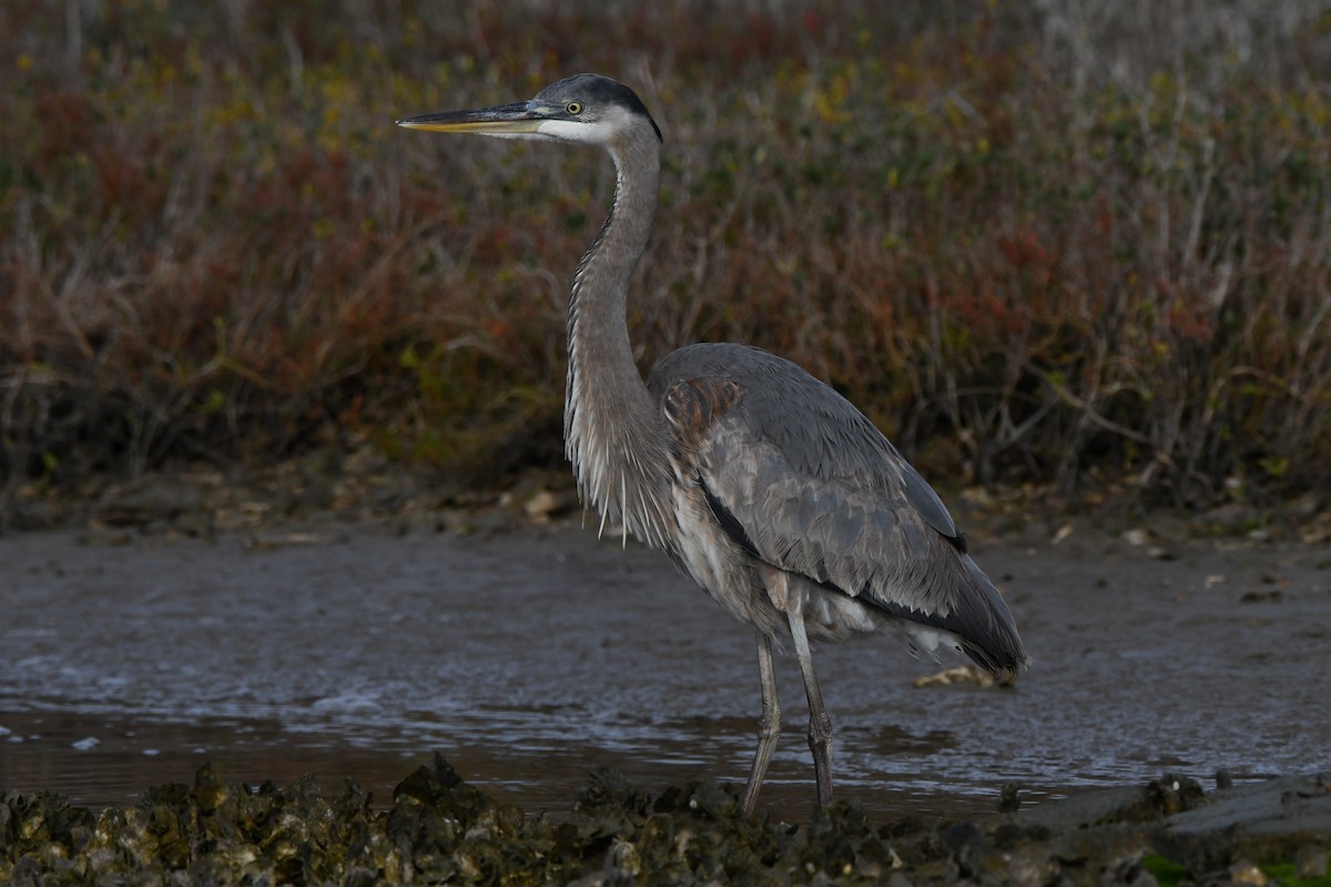 Great Blue Heron - ML613768735