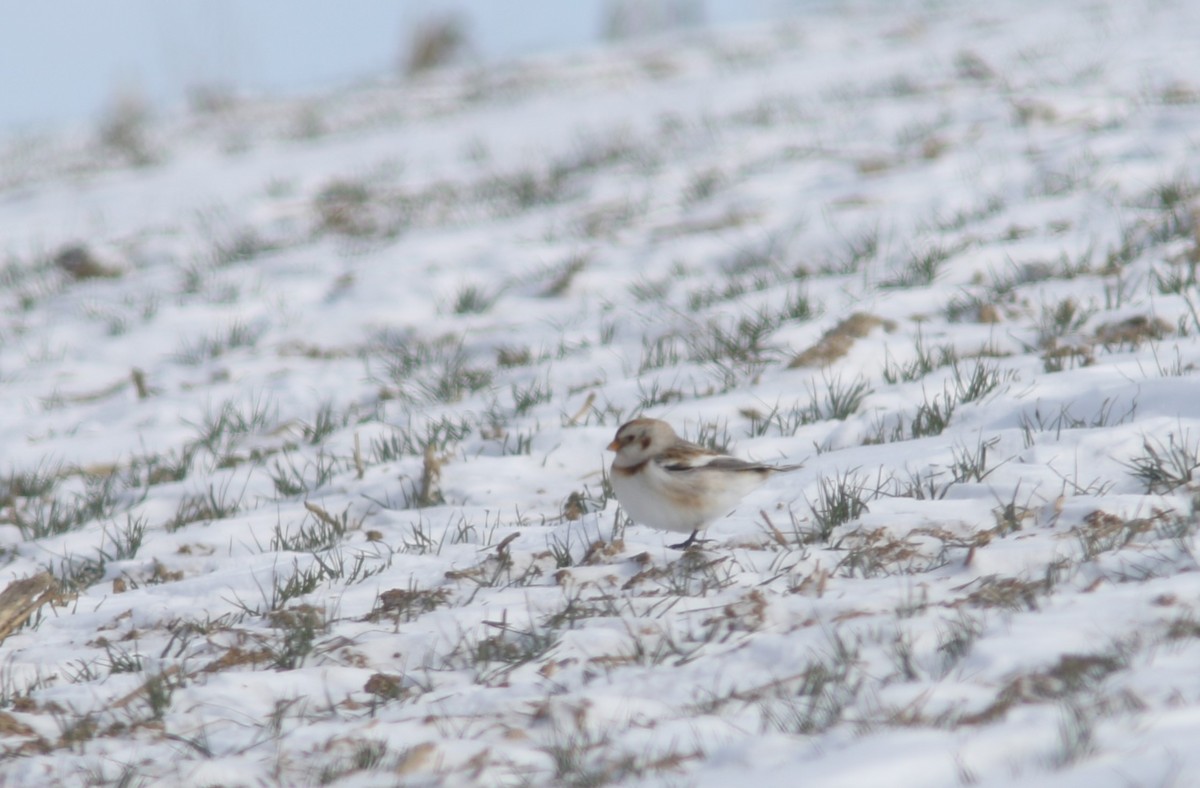 Snow Bunting - ML613768747