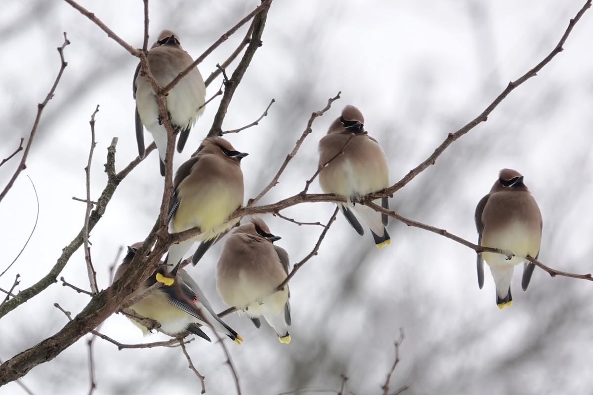 Cedar Waxwing - ML613768840