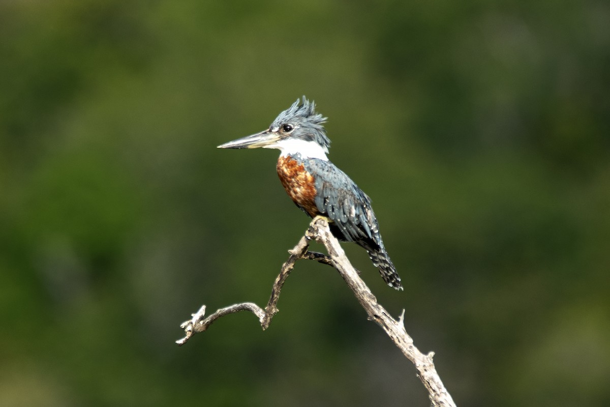 Martin-pêcheur à ventre roux (torquata/stictipennis) - ML613768916