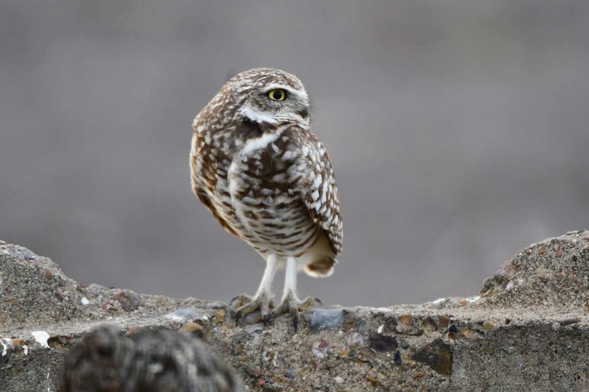 Burrowing Owl - Chris Crowe