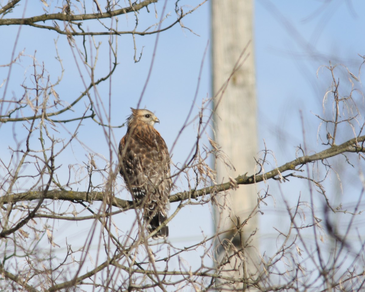 Red-shouldered Hawk - ML613768980