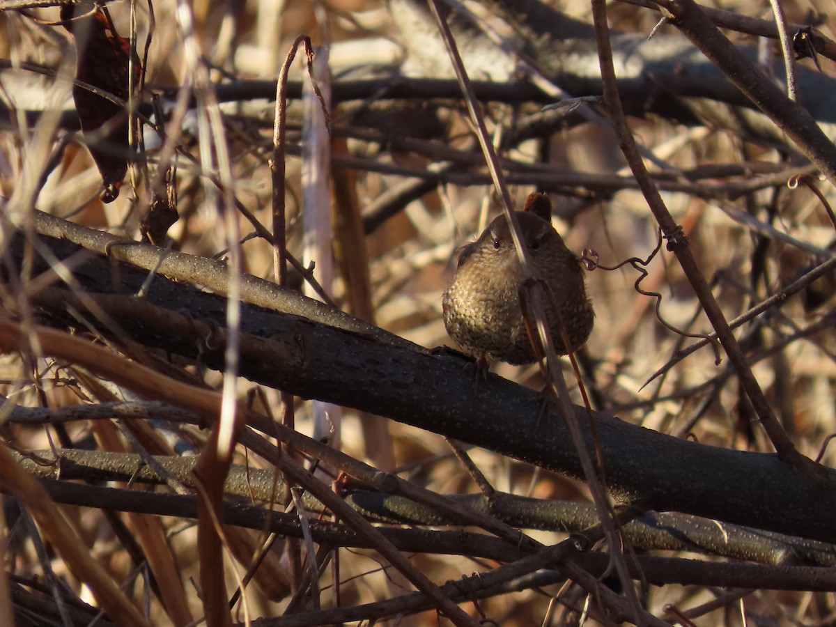 Winter Wren - ML613768991