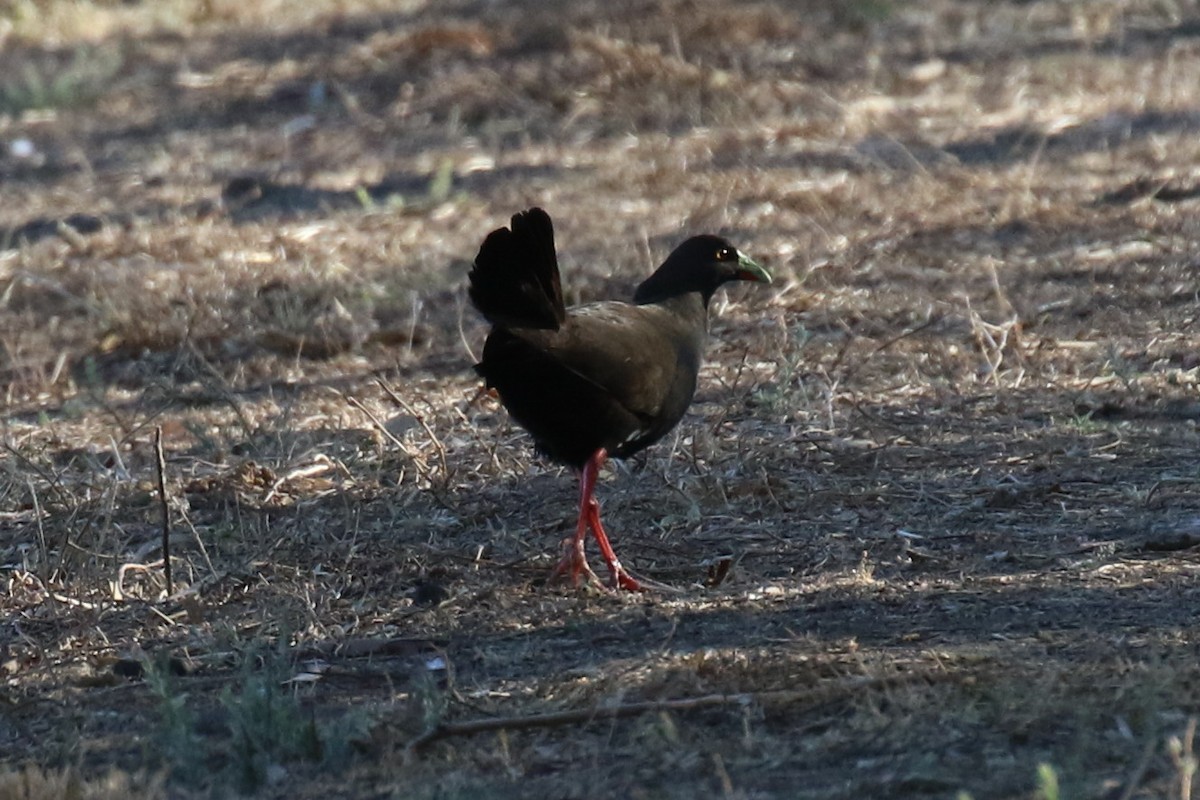 Black-tailed Nativehen - ML613768997