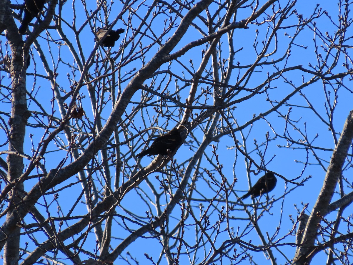 Red-winged Blackbird - ML613769000