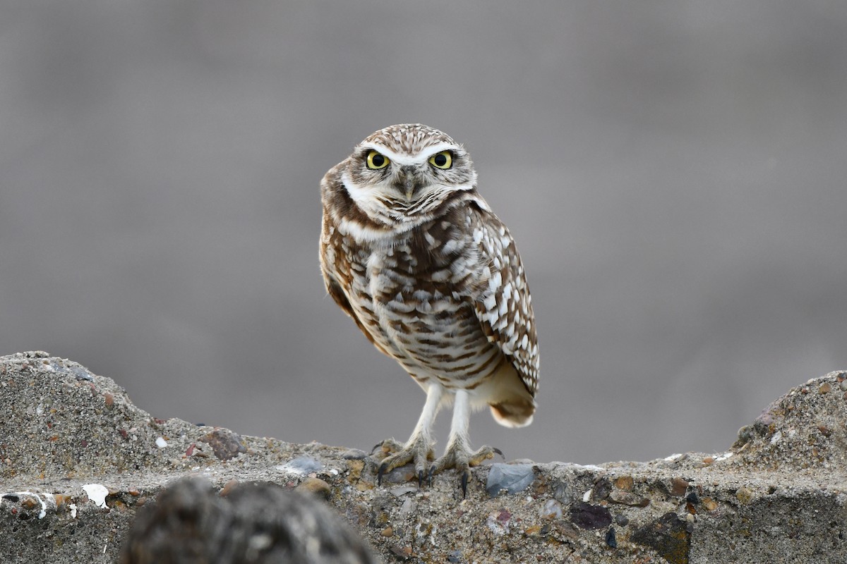 Burrowing Owl - ML613769051