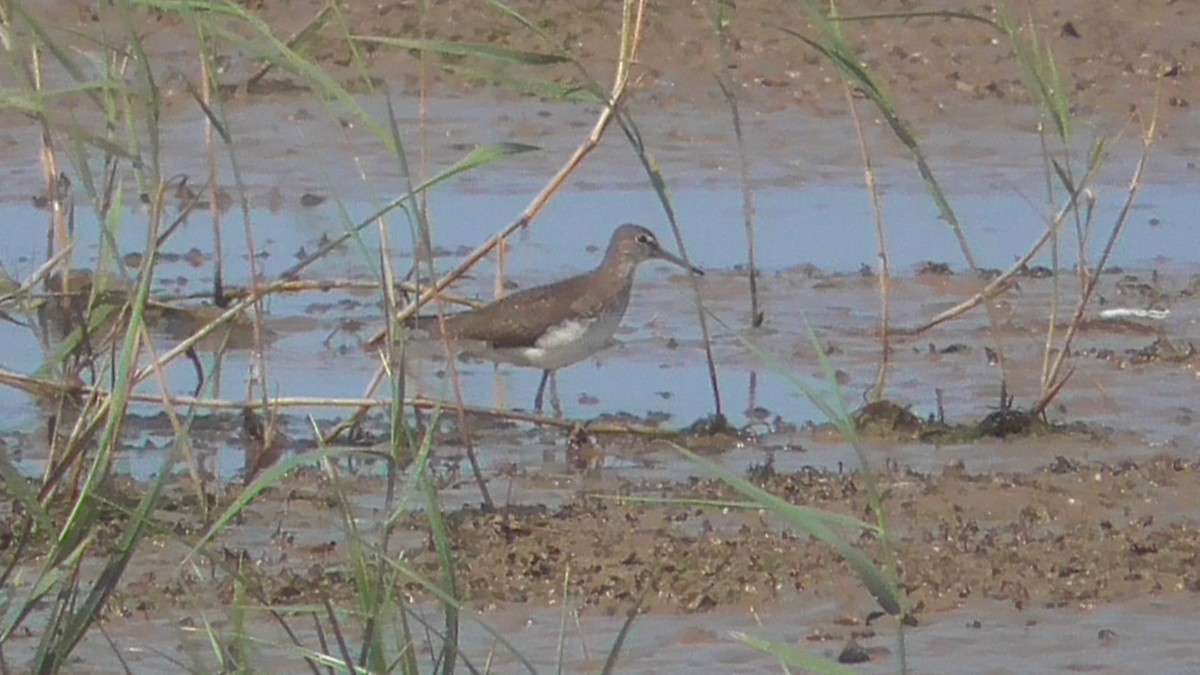 Green Sandpiper - Christopher Bourne