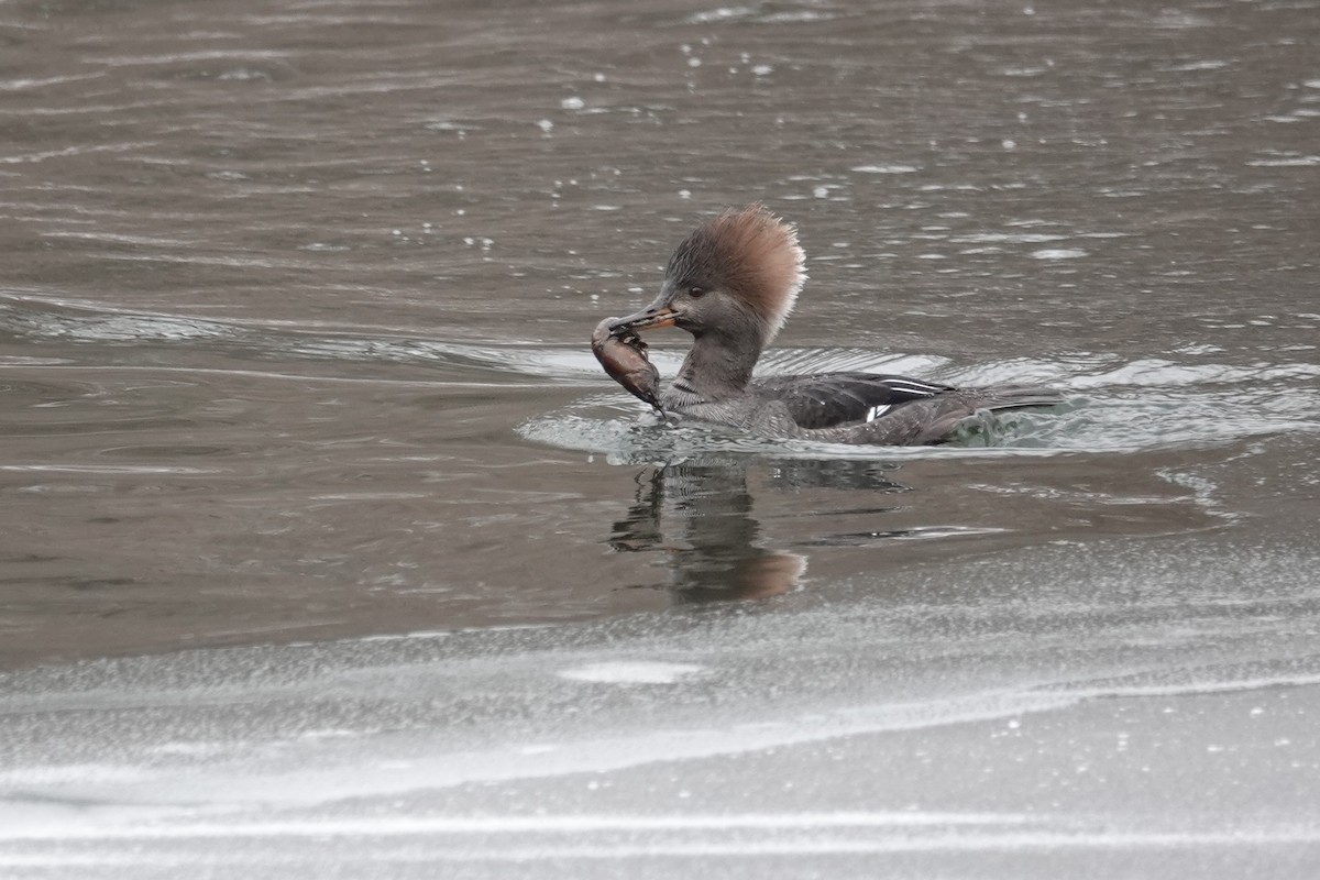 Hooded Merganser - ML613769059