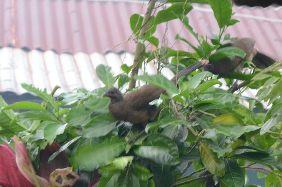 Plain Chachalaca - ML613769079