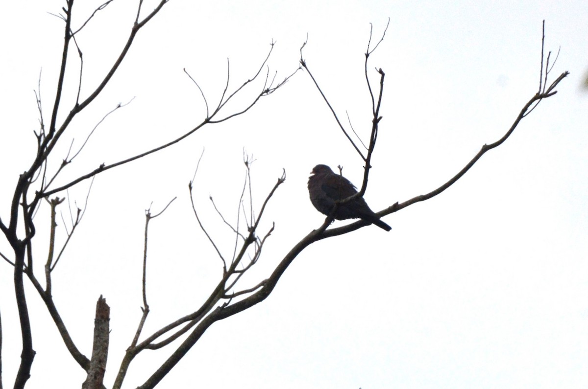 Red-billed Pigeon - ML613769105