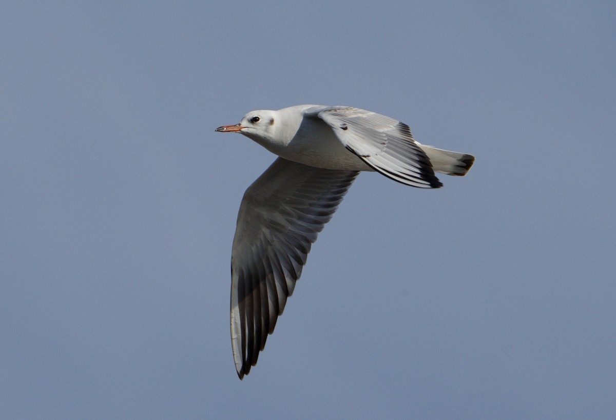 Mouette rieuse - ML613769182
