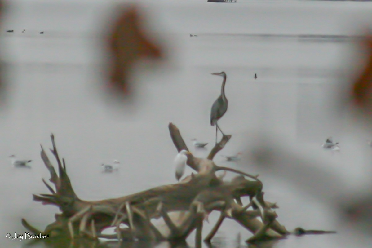 Great Blue Heron - Jay Brasher