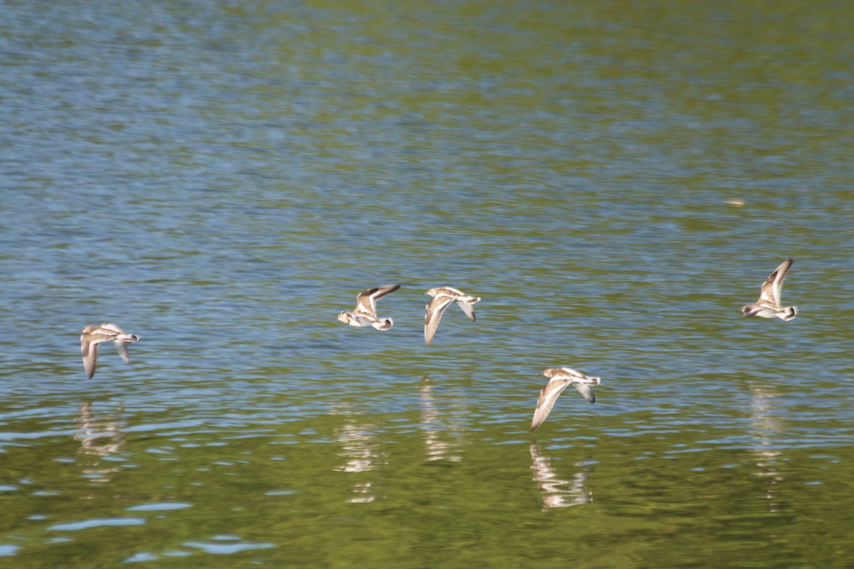 Ruddy Turnstone - ML613769273