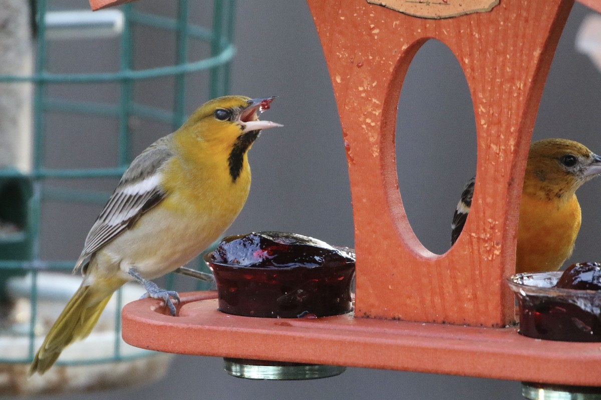 Bullock's Oriole - Karen & Tom Beatty