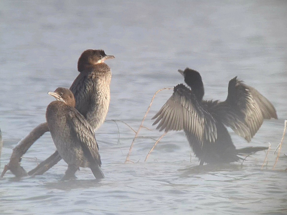 Pygmy Cormorant - ML613769319