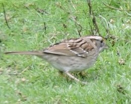 White-throated Sparrow - ML613769328