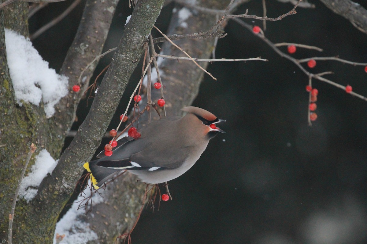 Bohemian Waxwing - ML613769332