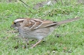 White-throated Sparrow - ML613769339