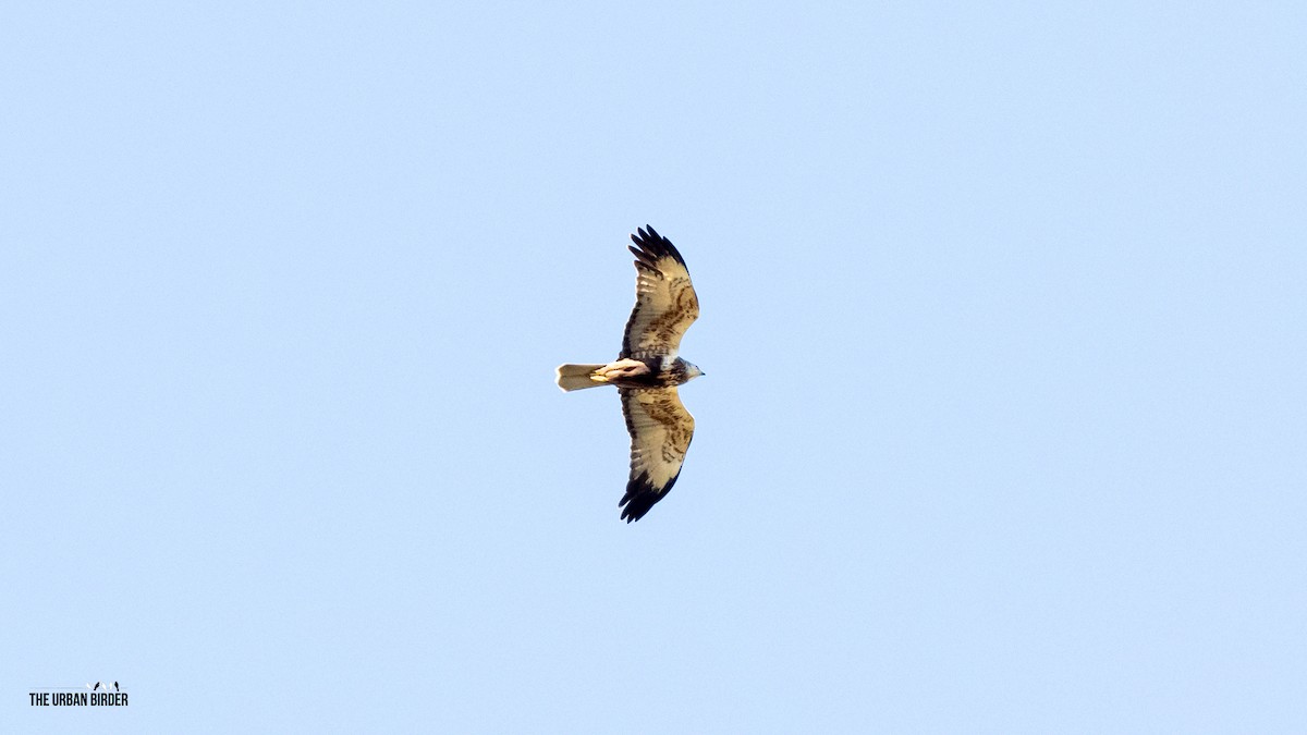 Western Marsh Harrier - The Urban Birder