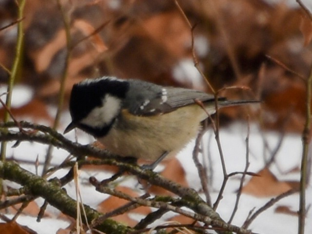 Coal Tit - ML613769352