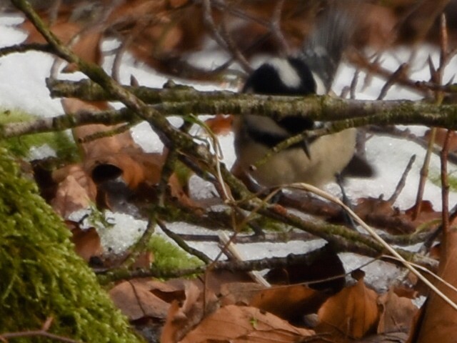 Coal Tit - ML613769375