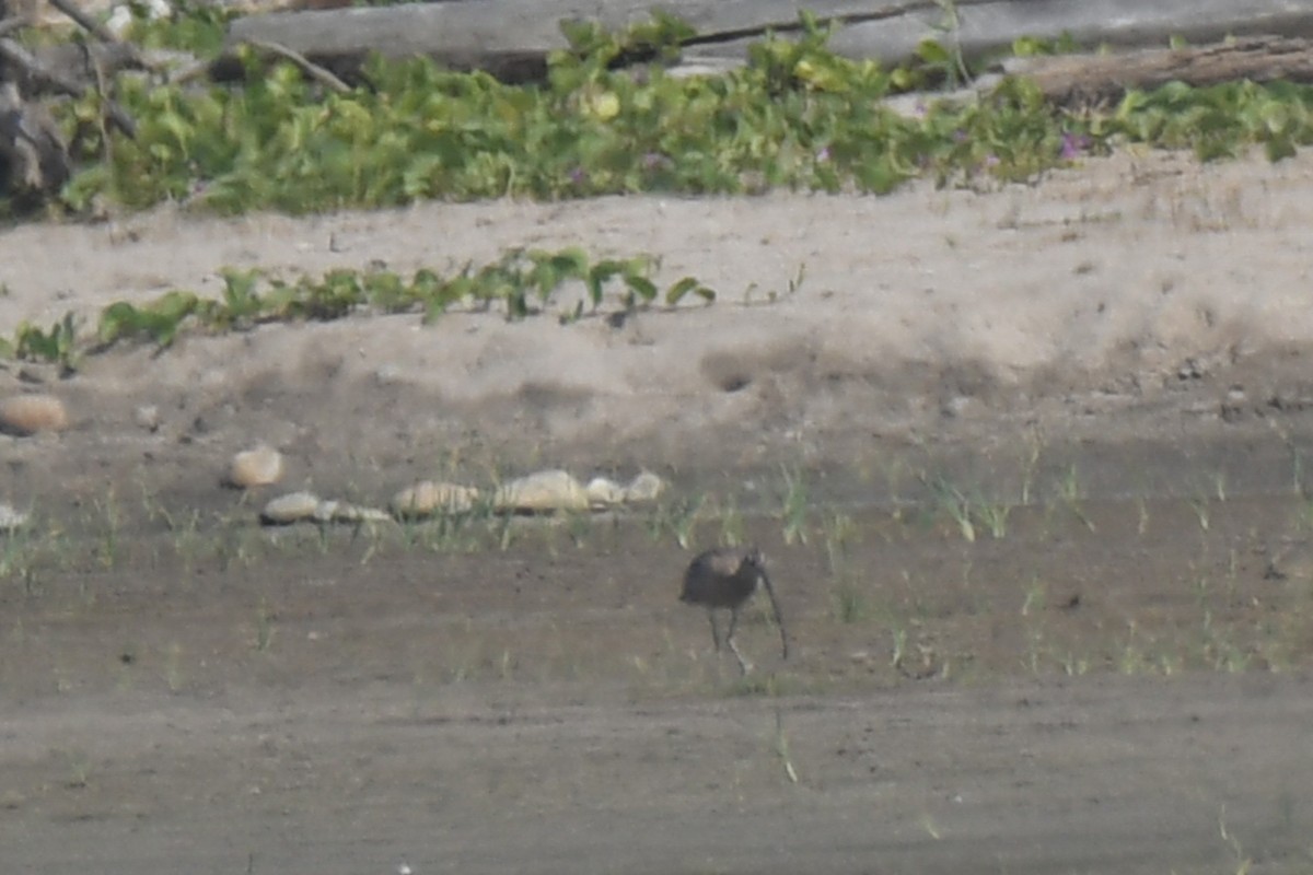 Long-billed Curlew - ML613769513