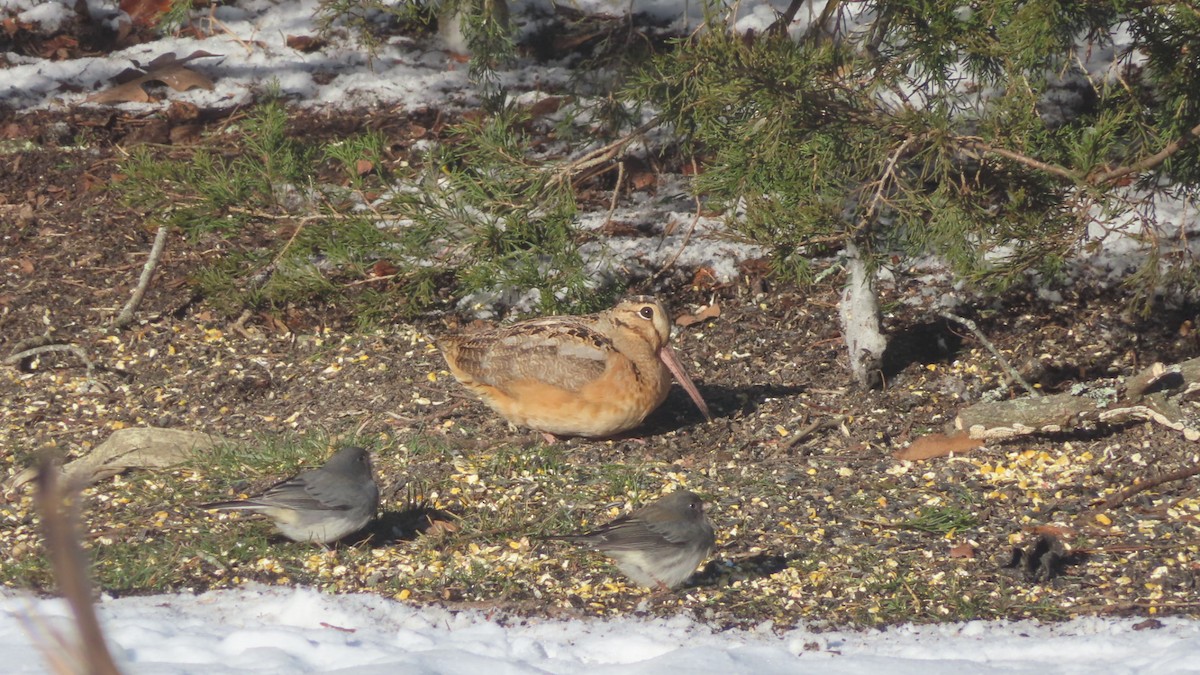 American Woodcock - ML613769518