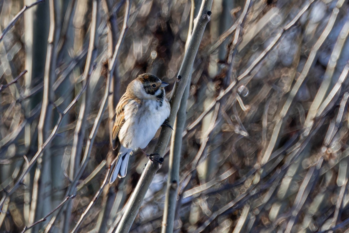 Reed Bunting - ML613769536