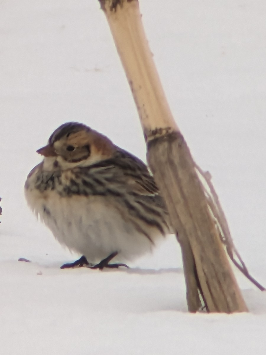 Lapland Longspur - ML613769615