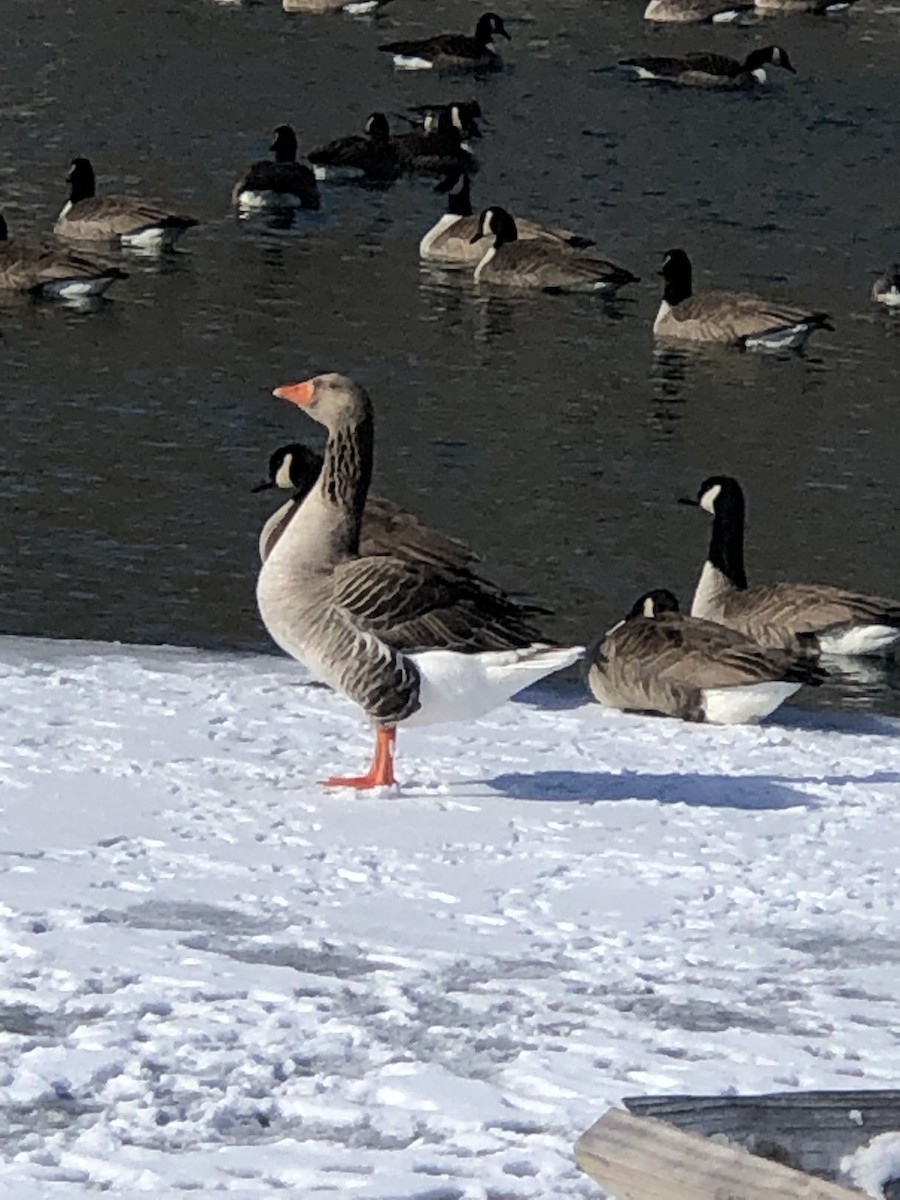 Graylag Goose - ML613769624