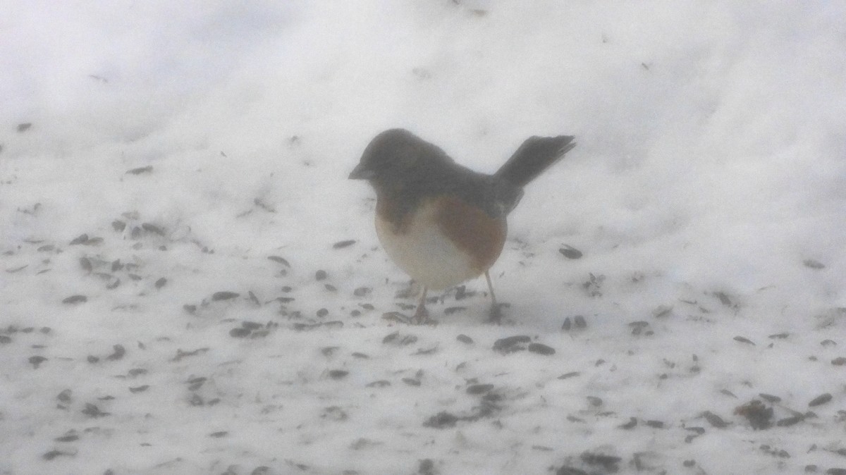 Eastern Towhee - ML613769691