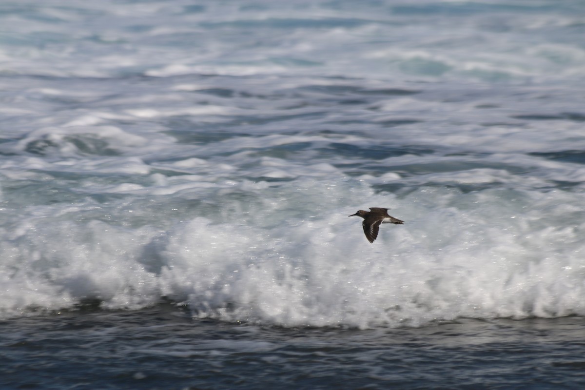 Spotted Sandpiper - ML613769822