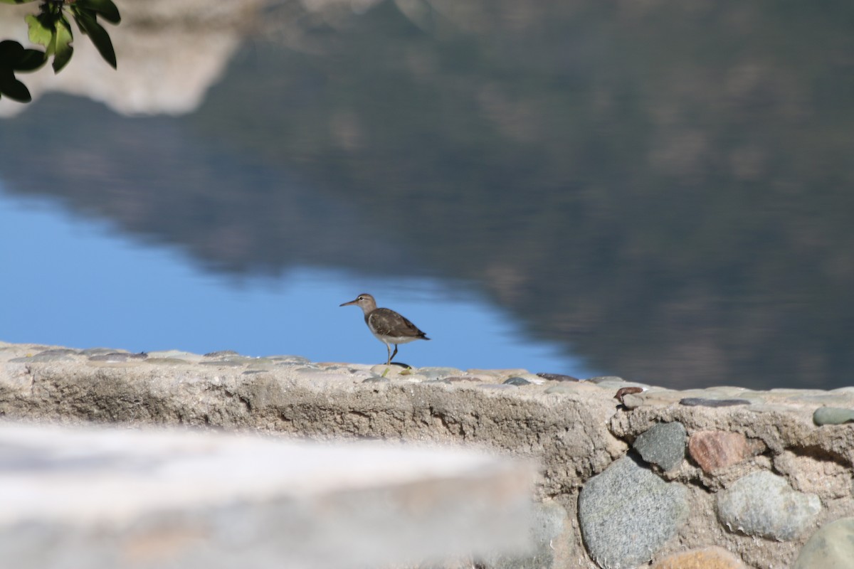 Spotted Sandpiper - ML613769823