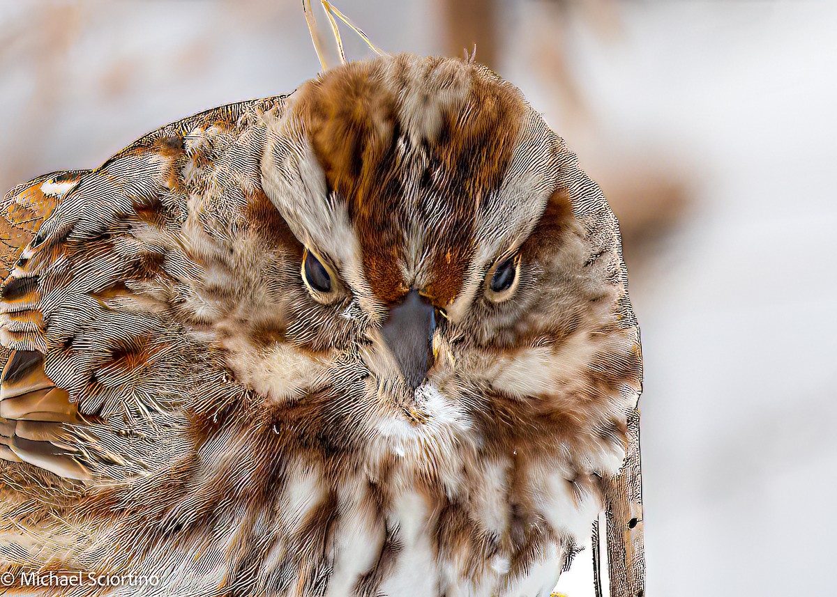 Song Sparrow - Michael Sciortino