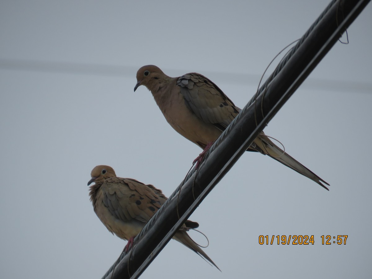 Mourning Dove - ML613770006