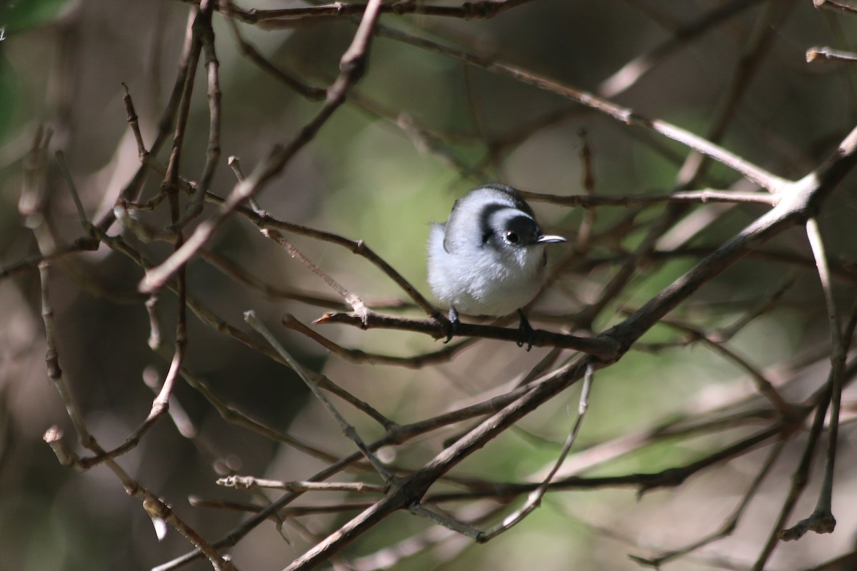 Cuban Gnatcatcher - ML613770030