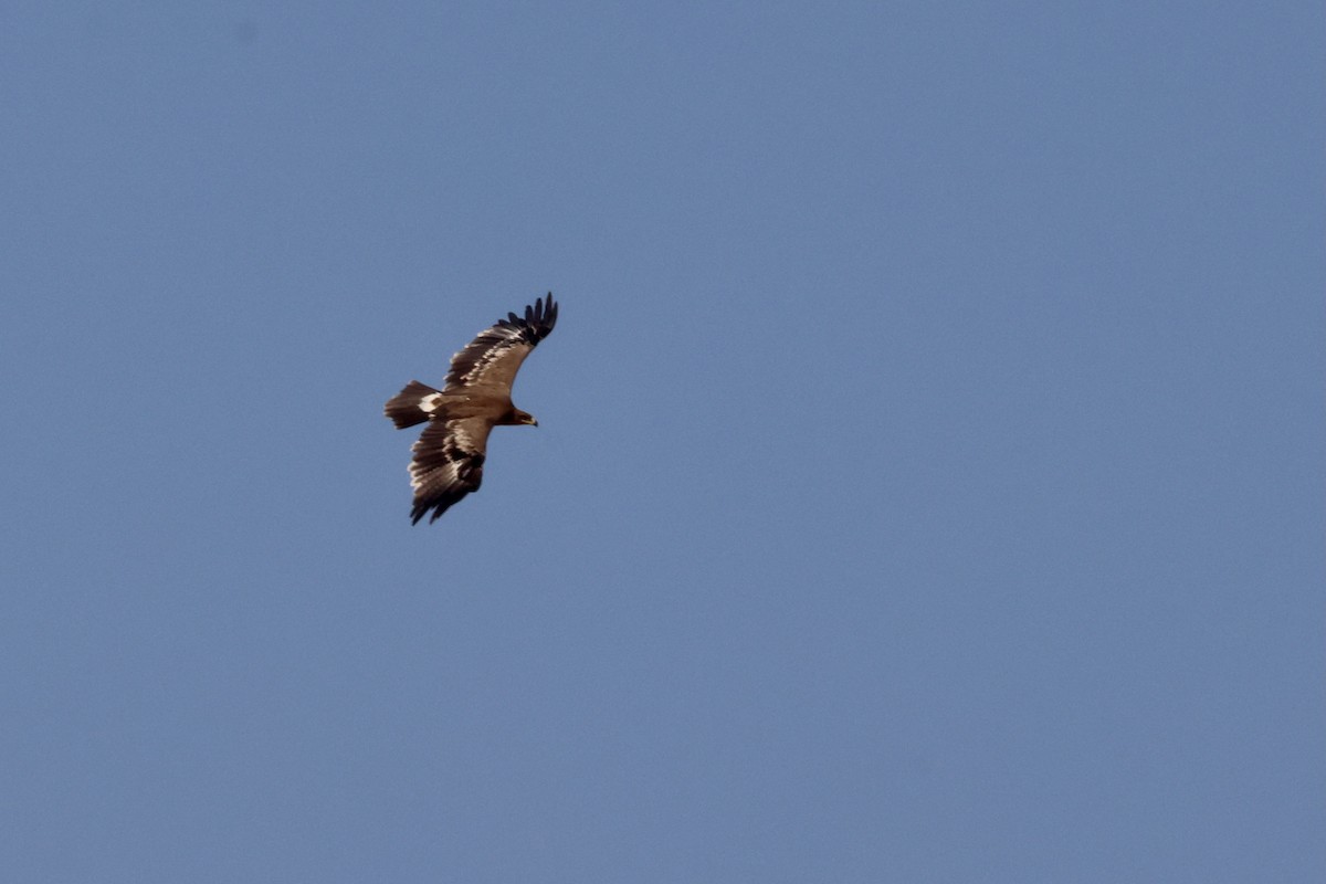 Águila Esteparia - ML613770081