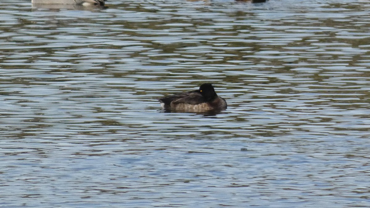 Tufted Duck - ML613770118
