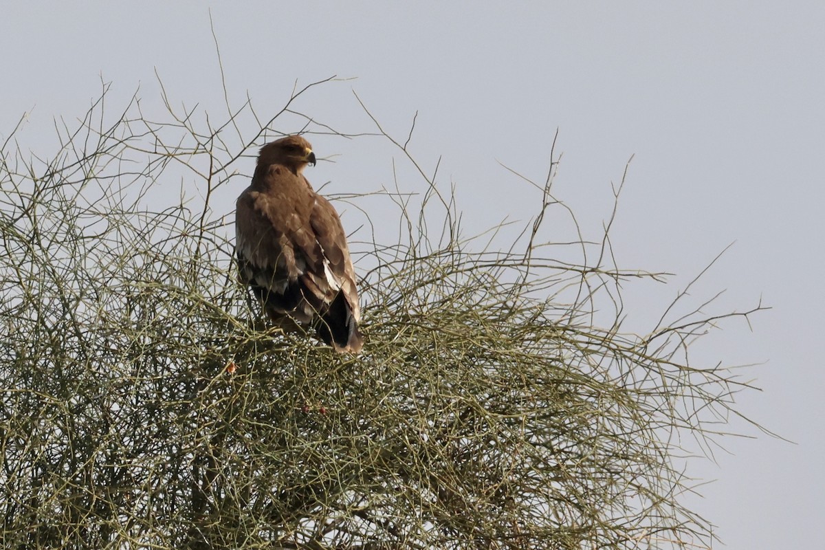 Steppe Eagle - ML613770131