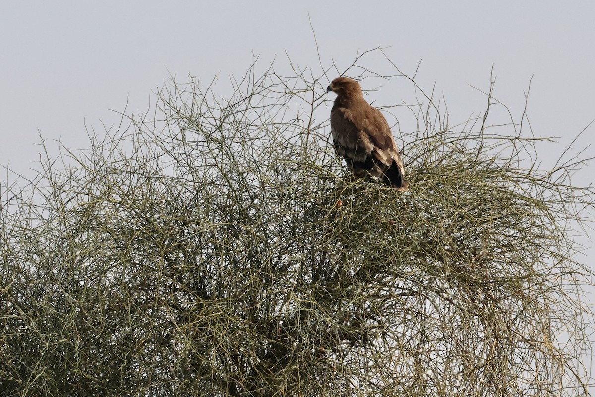 Steppe Eagle - ML613770132