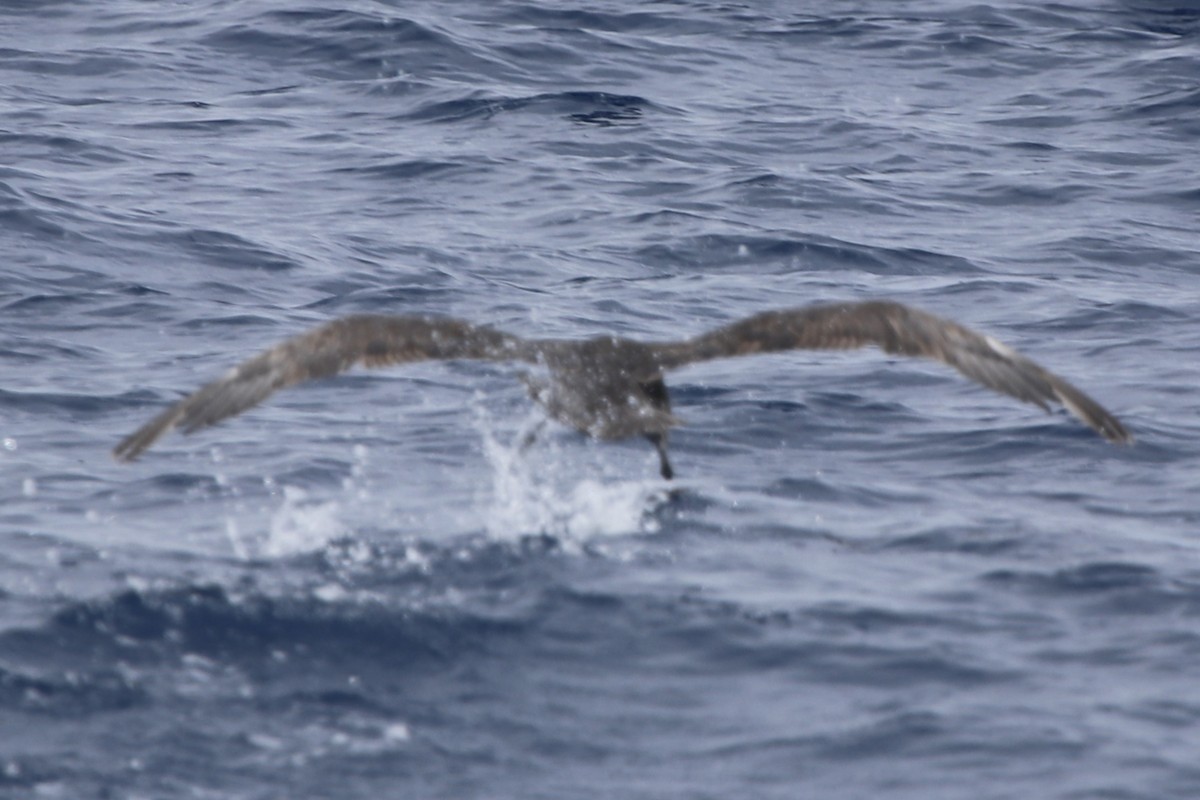 Southern/Northern Giant-Petrel - ML613770292