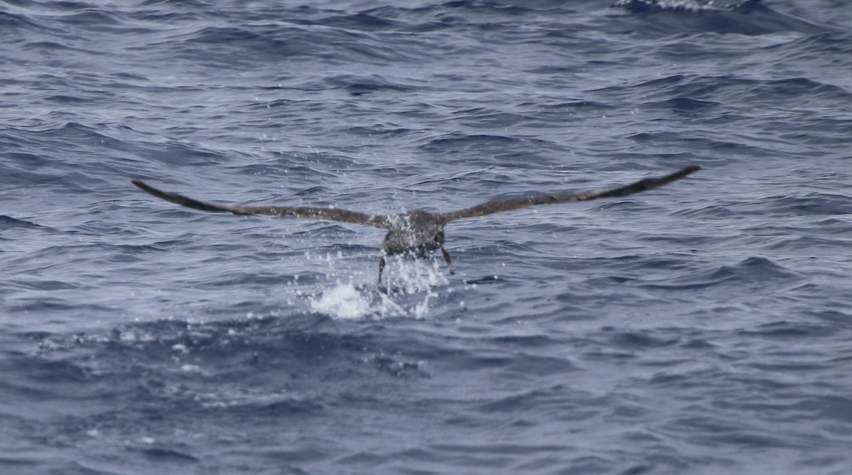 Southern/Northern Giant-Petrel - ML613770293