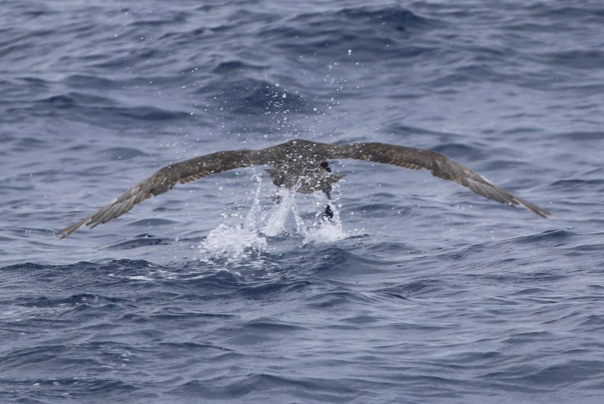 Southern/Northern Giant-Petrel - ML613770294