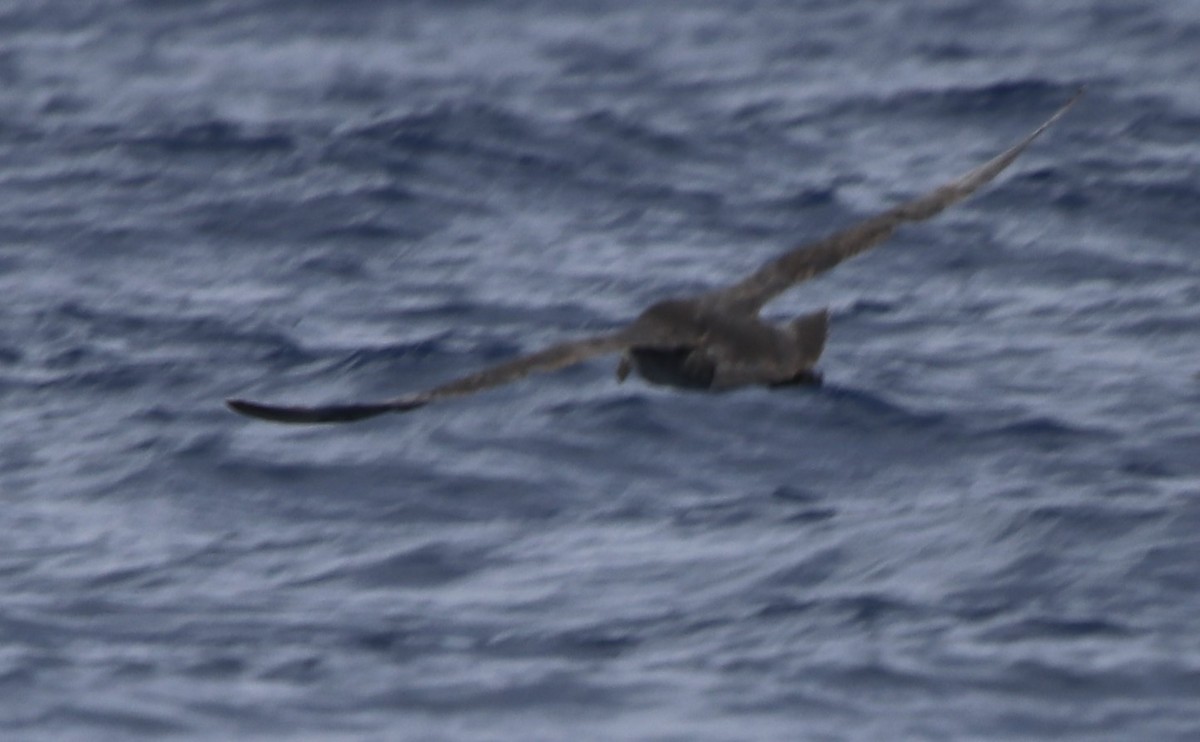 Southern/Northern Giant-Petrel - ML613770295