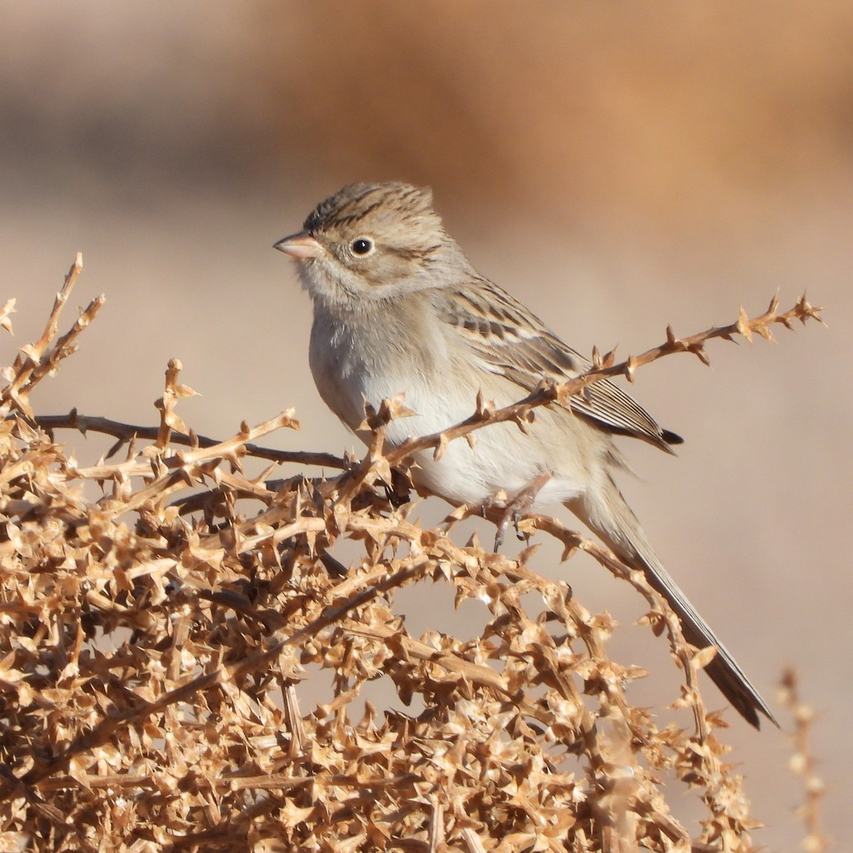 Brewer's Sparrow - ML613770338