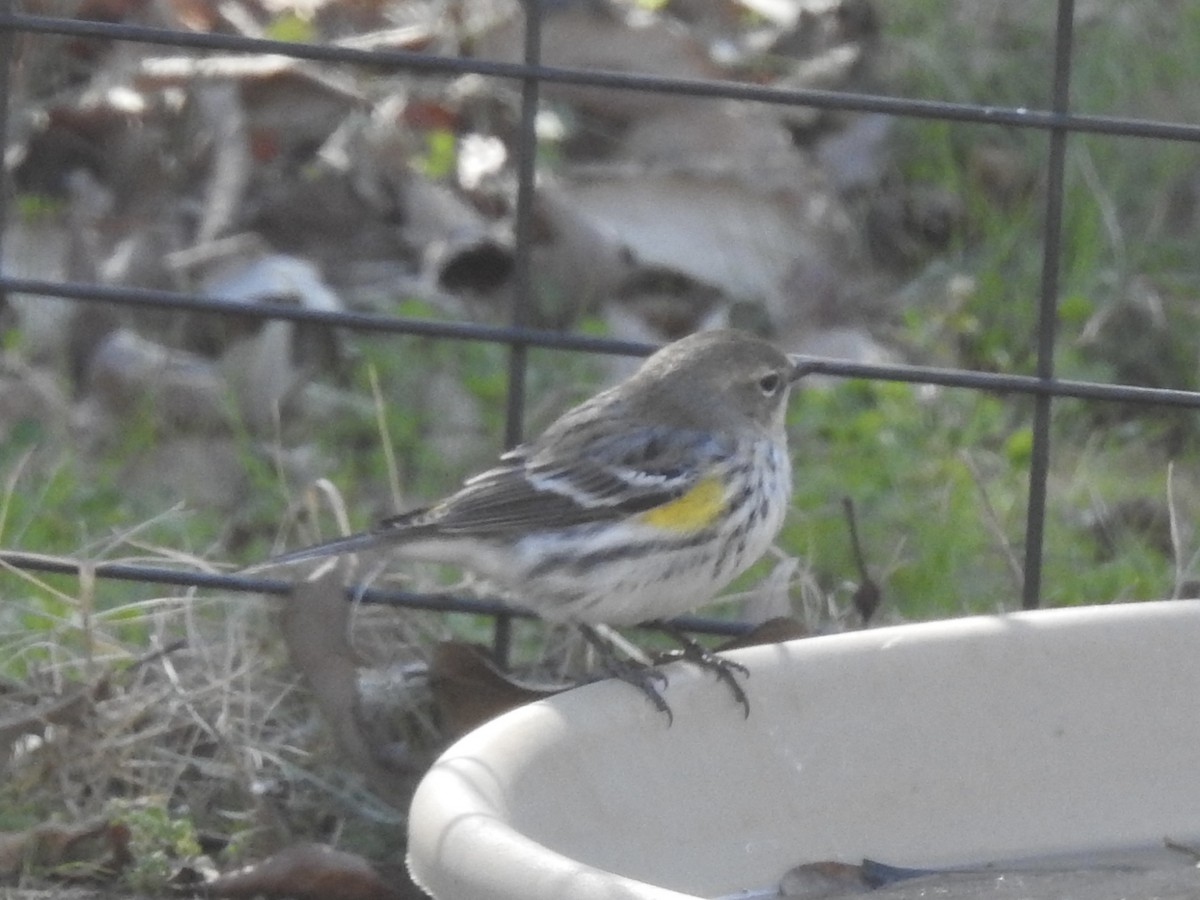 Yellow-rumped Warbler - ML613770359