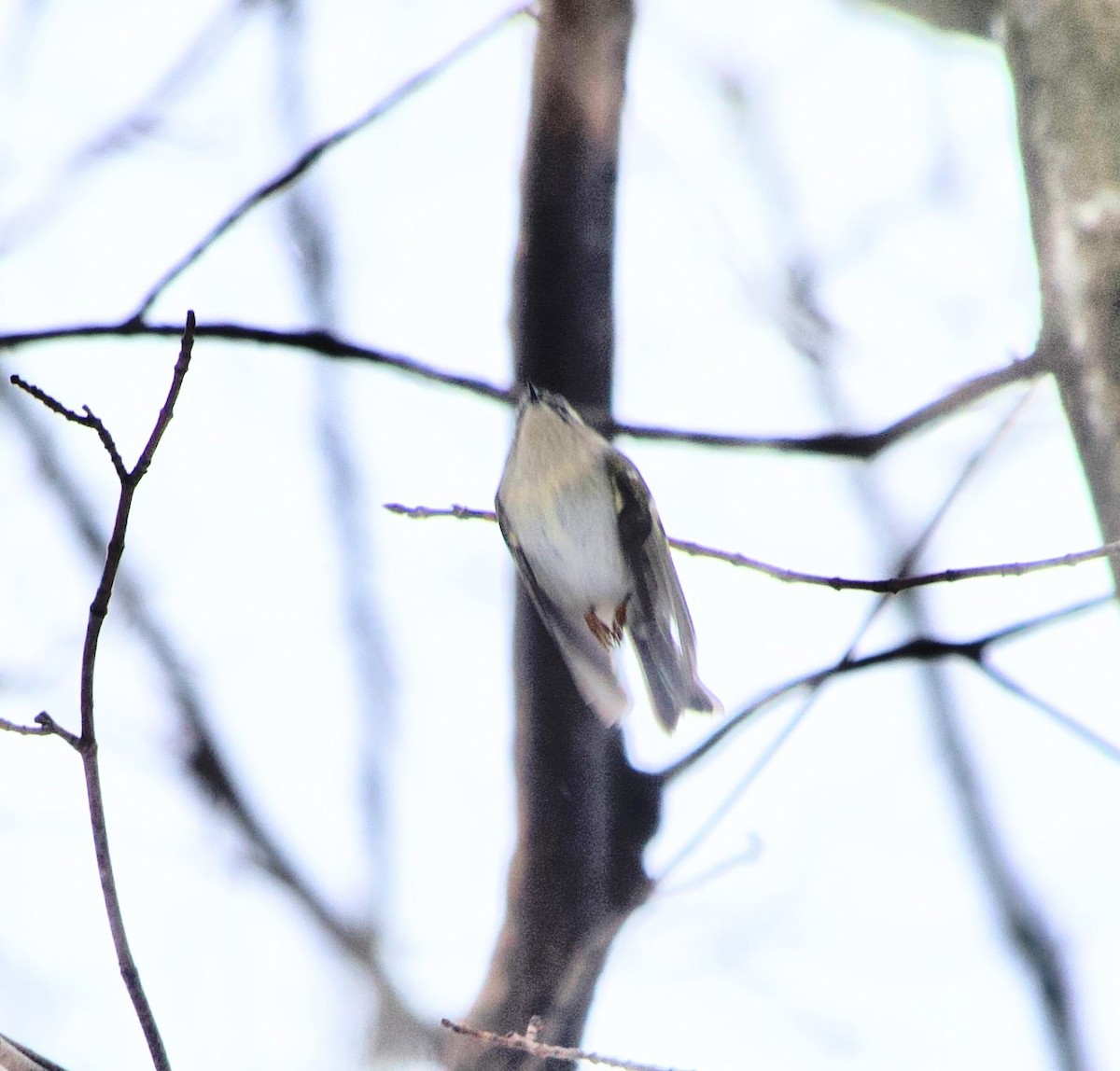 Golden-crowned Kinglet - ML613770394